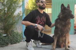 فروش و واگذاری سگ ژرمن شپرد مولد وارداتی در کرج